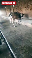 Majestic Australian Bull – A Symbol of Strength, Beauty, and Grace