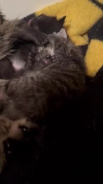 Cat Snuggles With Her Kittens
