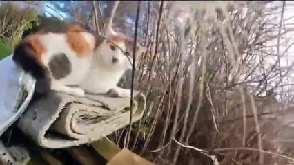 Ce chat sème la terreur dans le quartier