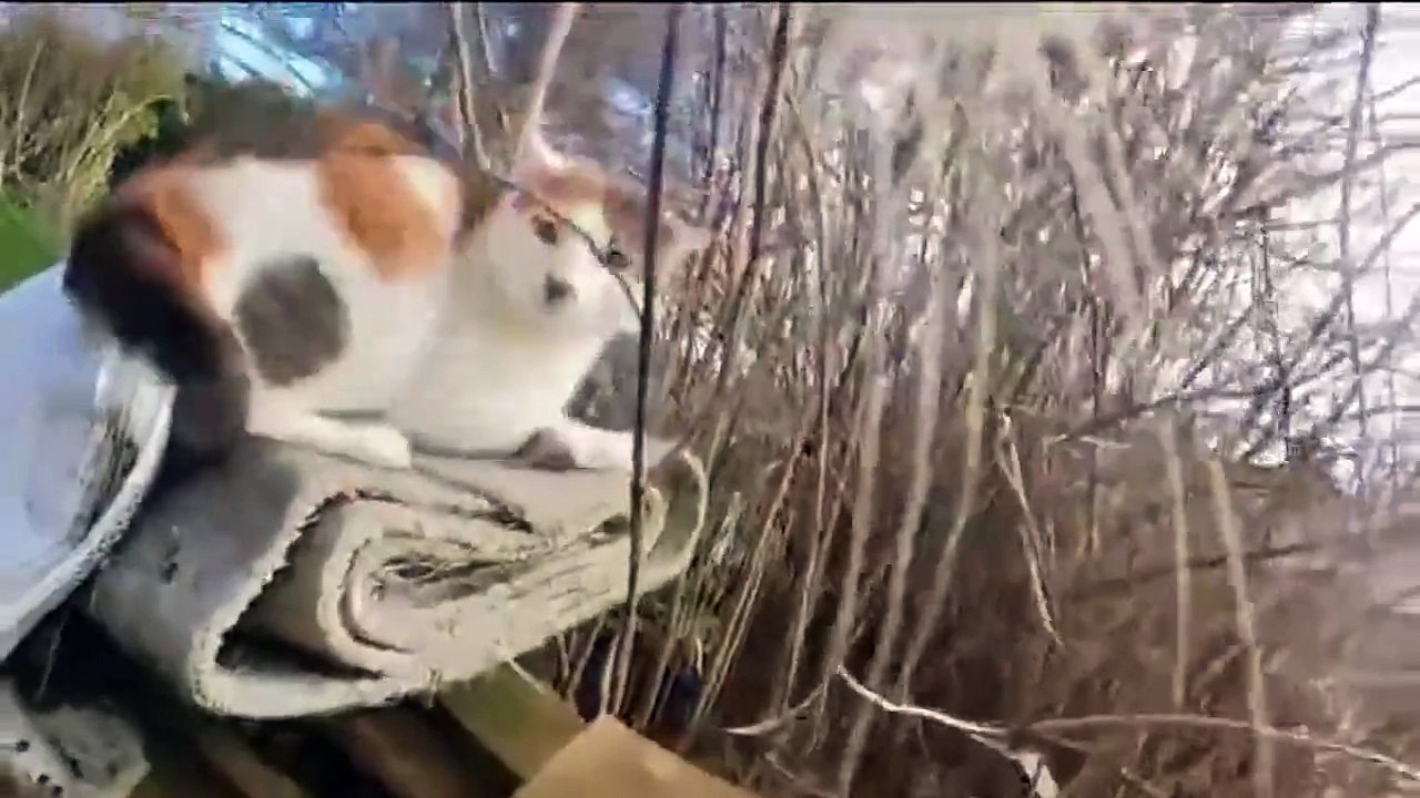 Ce chat sème la terreur dans le quartier