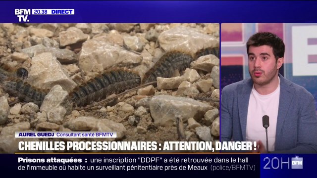 Chenilles processionnaires: comment s'en prémunir?