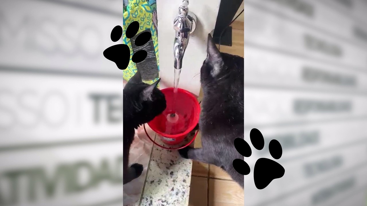 FONTE PARA GATOS
