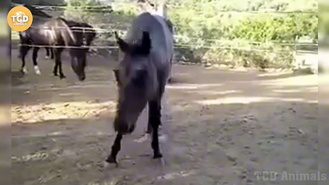 Guess What Happened When This Bull Attacked the Horse!