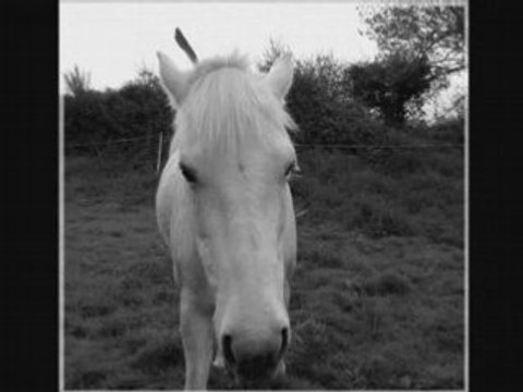 Champs couché assis