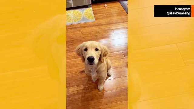 Hysteriskt rolig video visar hur ägare lär sina hundar att viska