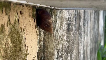 Terreno cedido à Celesc vira criadouro de animais venenosos no Sul de SC