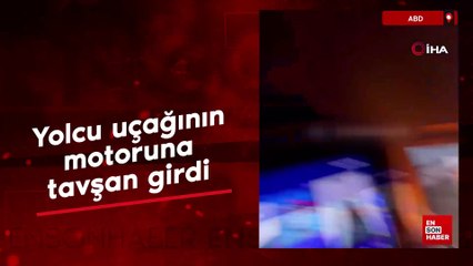 ABD’de yolcu uçağının motoruna tavşan girdi