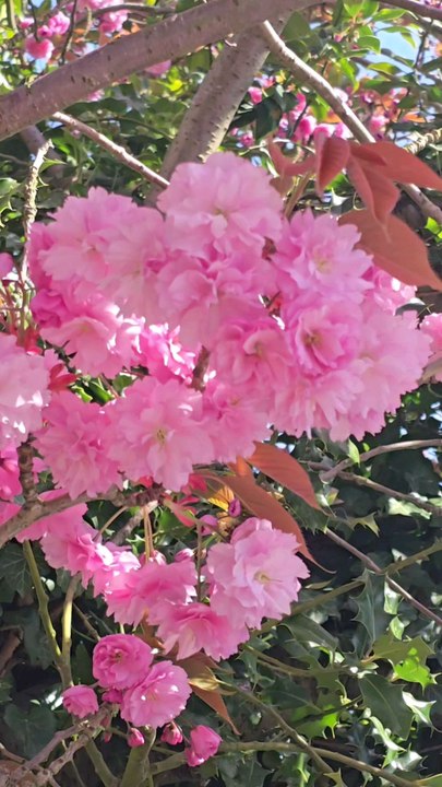 cherry blossom ##cherryblossom #flowers #spring #uk #pinaysauk