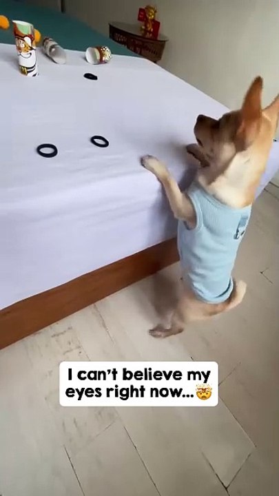 Smart dog