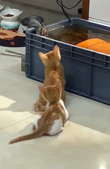 Funny Animals 😼Cute Animals  #short #cuteanimals #funnyanimals