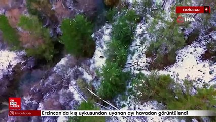 Erzincan’da kış uykusundan uyanan ayı