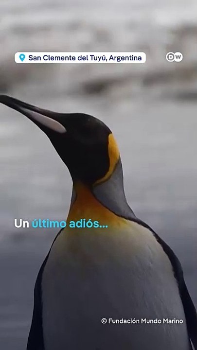 El regreso a la vida de un pingüino rey