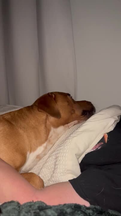 Dog Keeps Coming Back for Cuddles