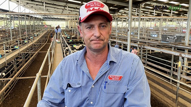 Cattle prices held firm at the Leongatha store sale on Thursday with several northern orders helping to keep a floor under prices