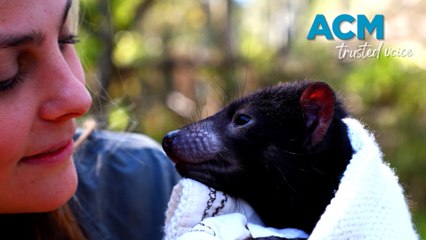 'Full circle of life': Aussie Ark welcomes Tasmanian devil home