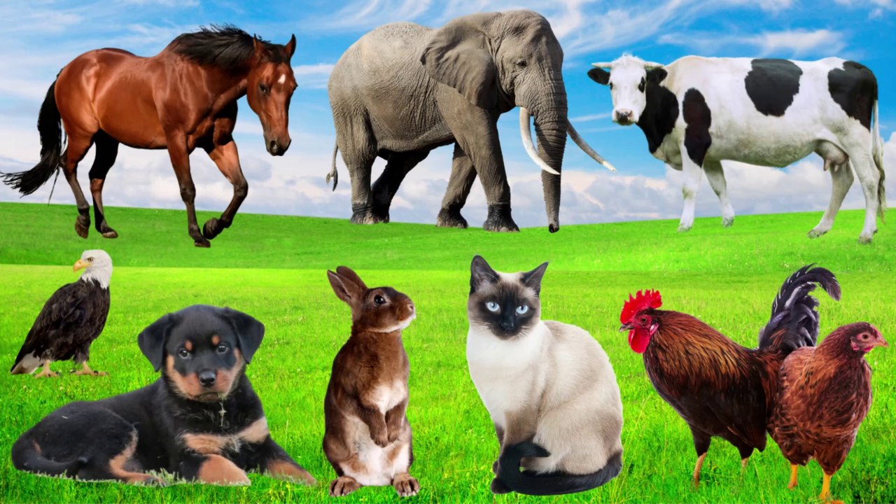 Collection of Cute Animal Sounds: Cow, Cat, Chicken, Duck, Dog, Sheep, Monkey, Rabbit, Pig, Elephant, Horse & More – Cute Animal Moments
