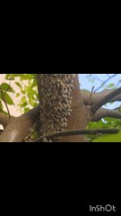 Say Goodbye to #Mealybugs: Proven Solutions