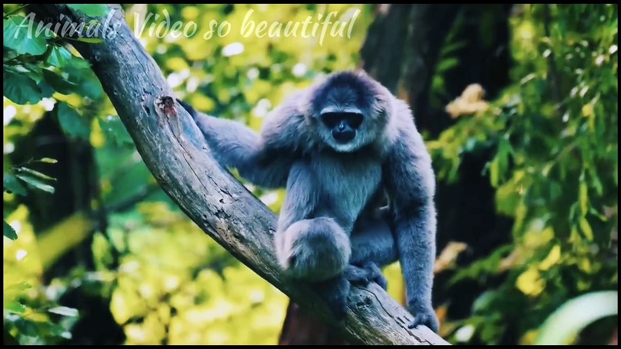 Cute Baby Animals 🐻 4K - Relaxation Film with Peaceful Relaxing Music and Animals Video part 13