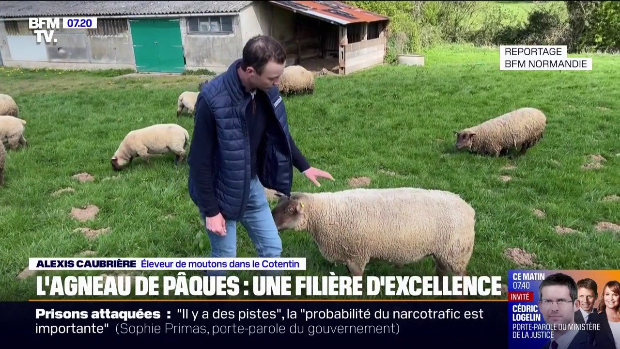 Pâques: le Roussin de la Hague, une race de moutons d'excellence en Normandie