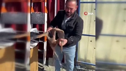 Yol kenarında bulduğu yaralı ergüvani balıkçıl kuşunu yetkililere teslim etti