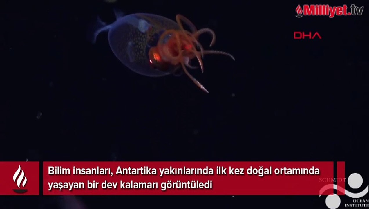 Dev kalamar ilk kez canlı olarak görüntülendi