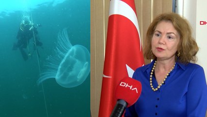 Sahillere sessiz tehlike: Temas eden hemen hastaneye!