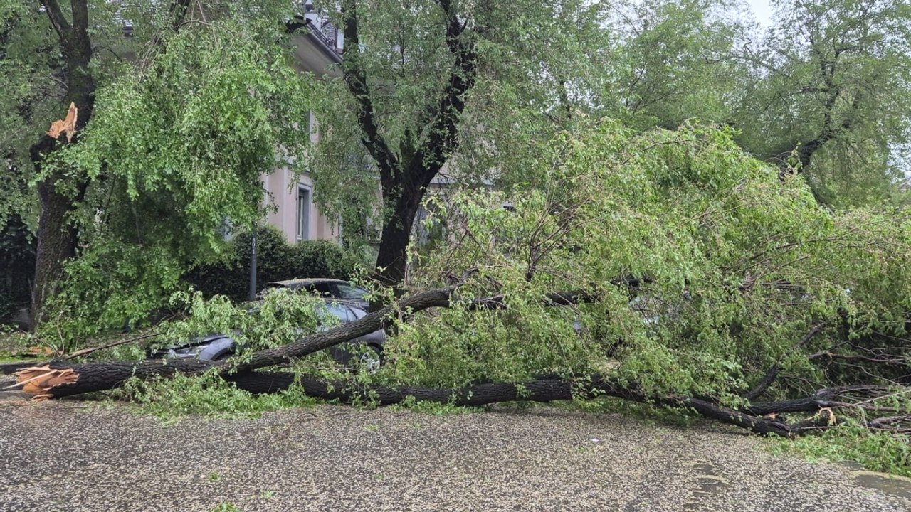 I danni del vento forte a Milano: alberi caduti, oltre 100 interventi dei vigili del fuoco