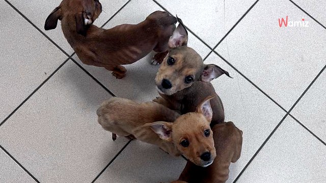 Loire-Atlantique : une association découvre une chienne maltraitée et des chiots squelettiques chez des particuliers