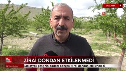 Malatyalı çiftçinin badem bahçesi zirai dondan etkilenmedi