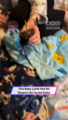 This Baby Lamb Has ZERO Respect for the Rules 😂🐑