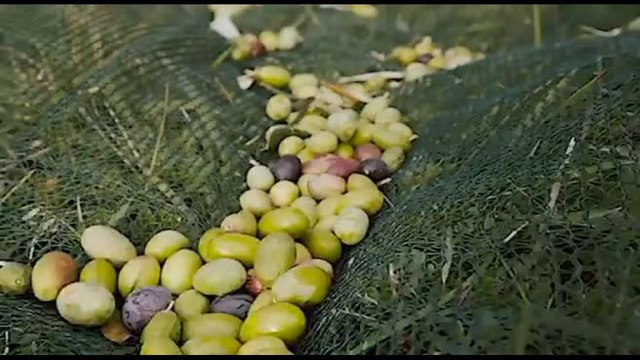 Annata d'oro per l'olio di Spello con il Frantoio di Spello Uccd