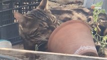 La serre de son jardin est cambriolée : l'intrus est resté sur place pour faire la sieste (vidéo)
