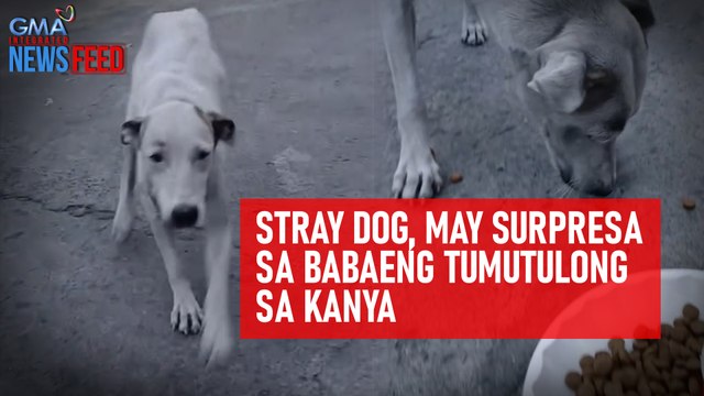 Stray dog, may surpresa sa babaeng tumutulong sa kanya | GMA Integrated Newsfeed