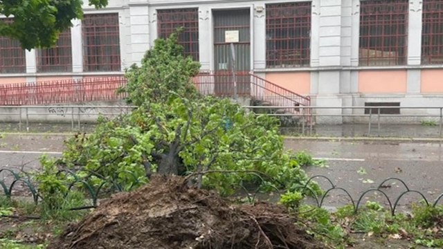 Forte vento a Milano, albero caduto davanti all'ingresso di una scuola elementare (chiusa per le vacanze)