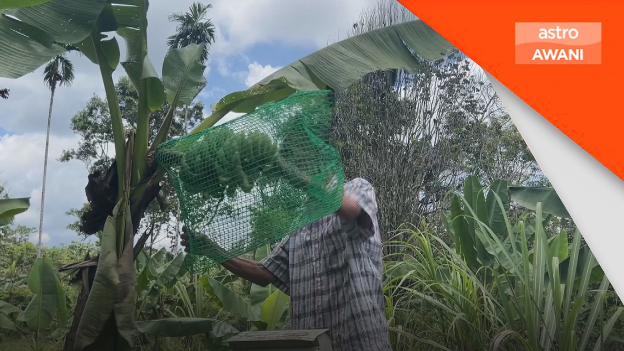 Suara Rakyat: Setiap hari 'berperang' dengan kera