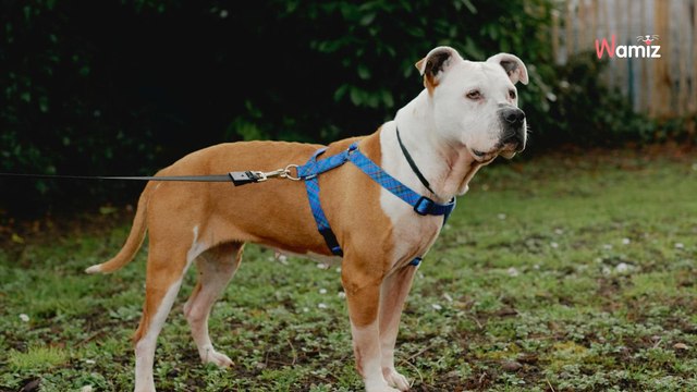 Cette chienne pensait qu'elle partait en balade, mais son maître a décidé de l'abandonner en la laissant dehors
