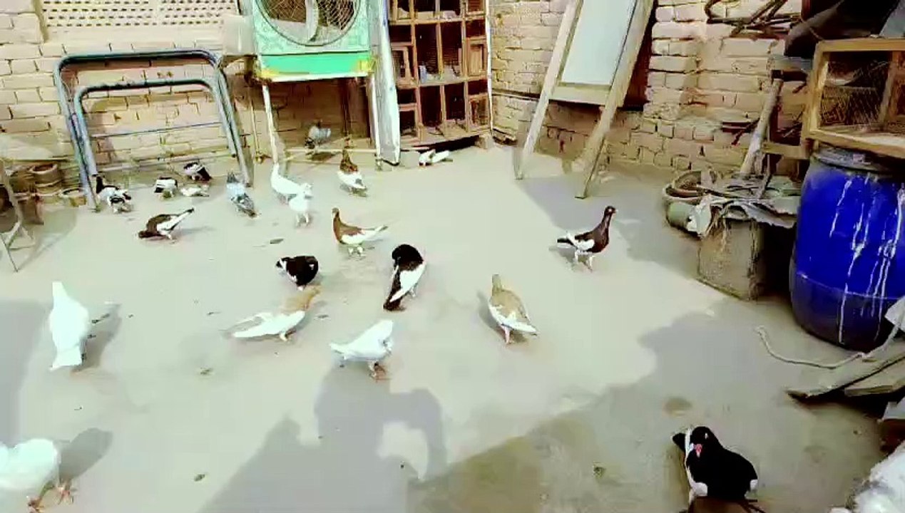 Pets life