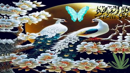 اجمل تلاوة على سطح هذه الأرض