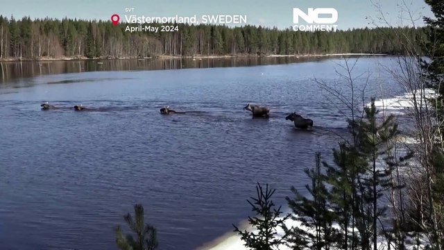 NO COMMENT: Millones de personas sintonizan con la lenta migración de los alces suecos