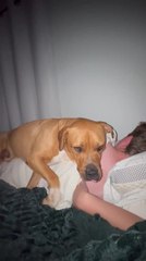Man Tries to Move Dog from His Spot on Bed