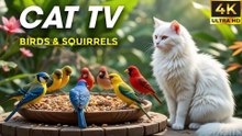 The Best Video For Cats To Watch Bird – 8 Hours of Entertainment! - CatTV Central