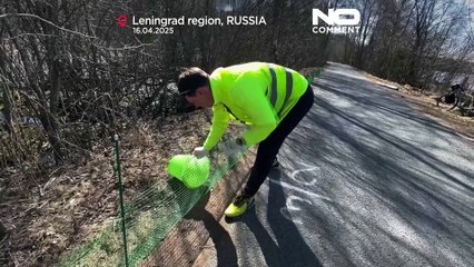 Russland: Freiwillige helfen Fröschen bei der Straßenüberquerung