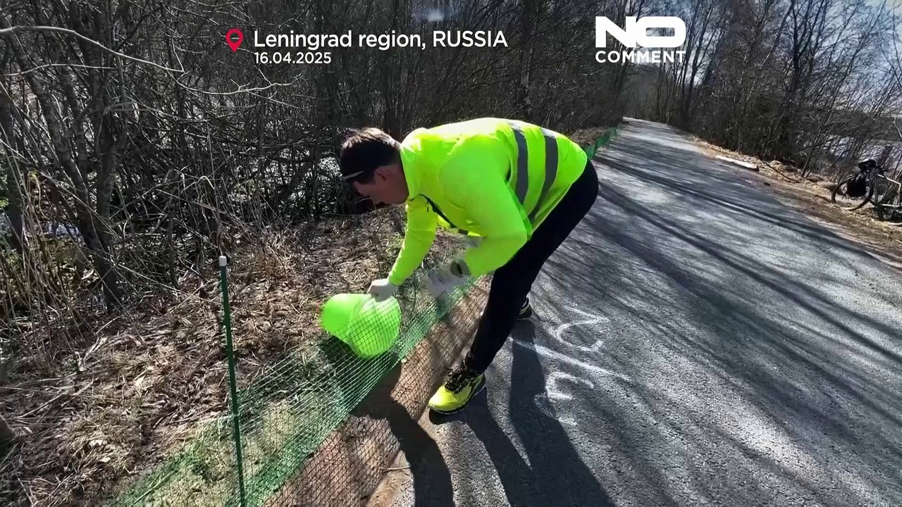 Dans la région de Saint-Pétersbourg, des Russes aident les grenouilles à traverser la rue