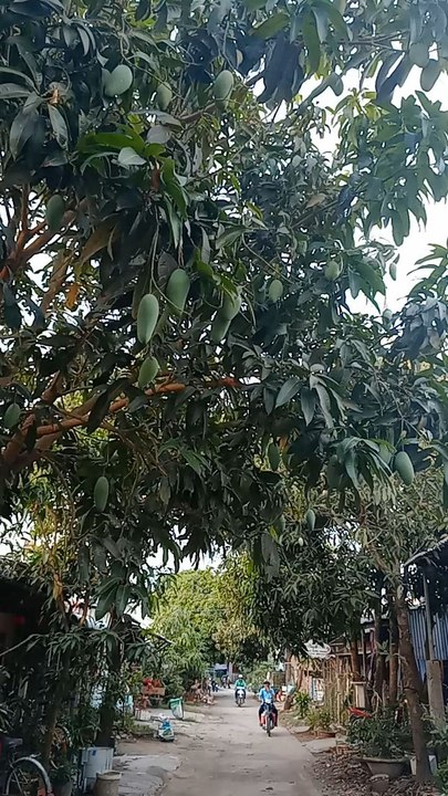 mango