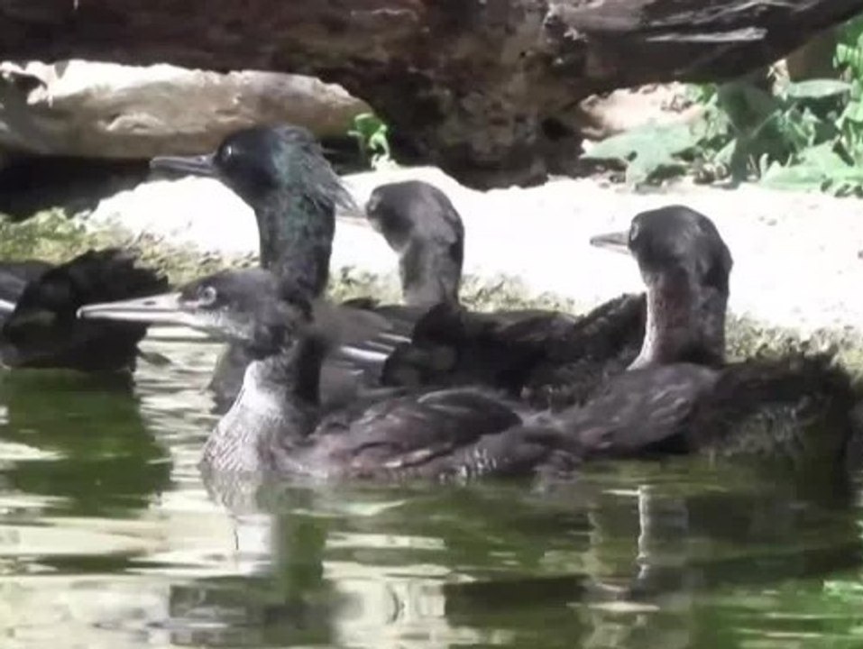 Vom Aussterben bedrohte Vögel kommen in Prag zur Welt