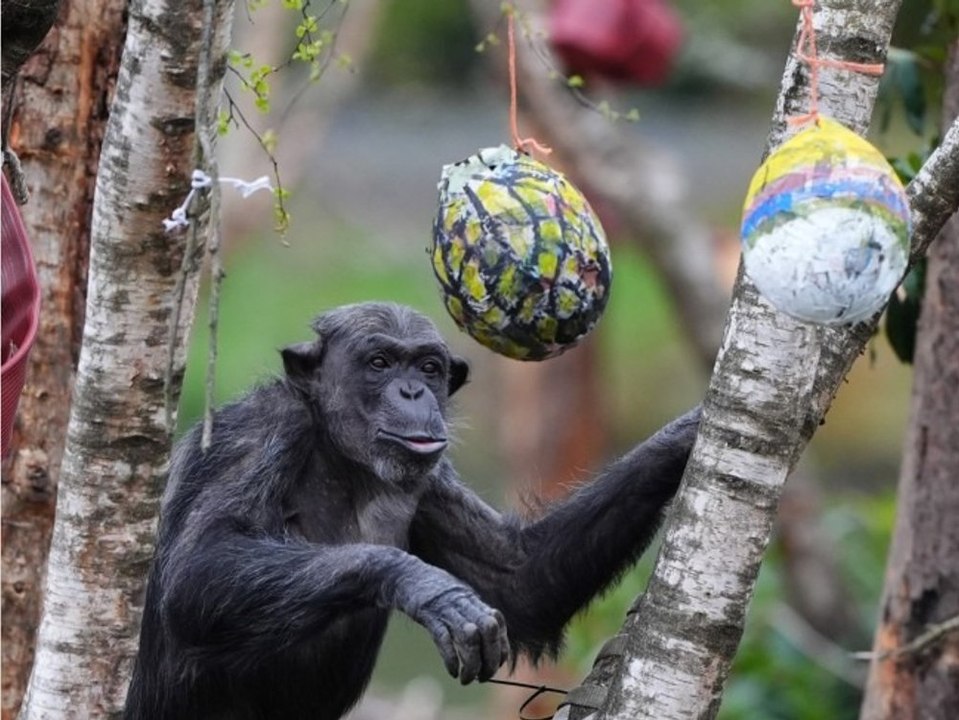 Niedliche aktion: schimpansen im safari-park suchen nach ostereiern