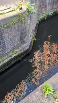 Ducklings reunited with mother duck