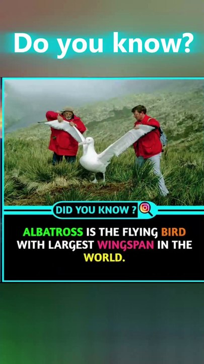 Albatross Bird Facts That Will Blow Your Mind! 🤯