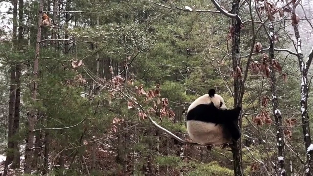 17- The daily life of pandas