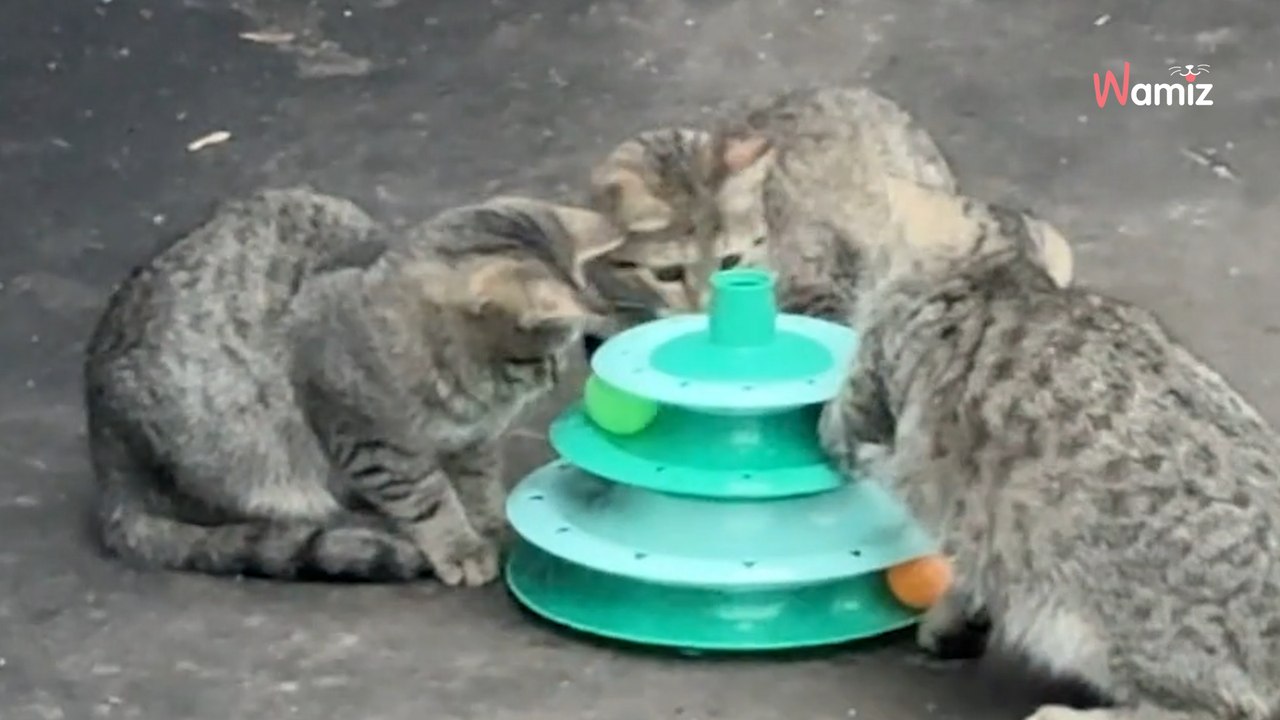 Son chat refuse un nouveau jouet : il le donne à des chatons errants et observe une scène attendrissante (vidéo)
